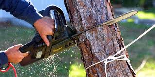 Best Emergency Tree Removal  in Creswell, OR