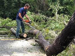 Leaf Removal in Creswell, OR