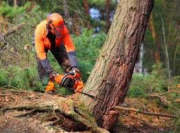 Best Palm Tree Trimming  in Creswell, OR