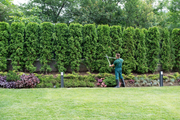 Best Lawn Pest Prevention  in Creswell, OR