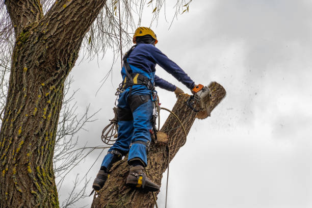 Best Hedge Trimming  in Creswell, OR