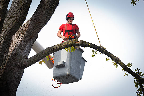 Best Seasonal Cleanup (Spring/Fall)  in Creswell, OR